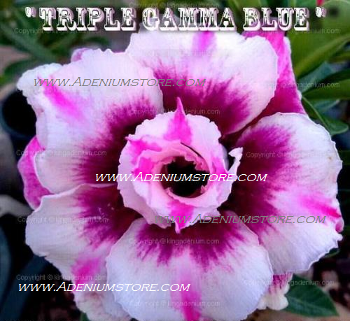 (image for) Adenium Obesum Triple Gamma Blue 5 Seeds - Click Image to Close